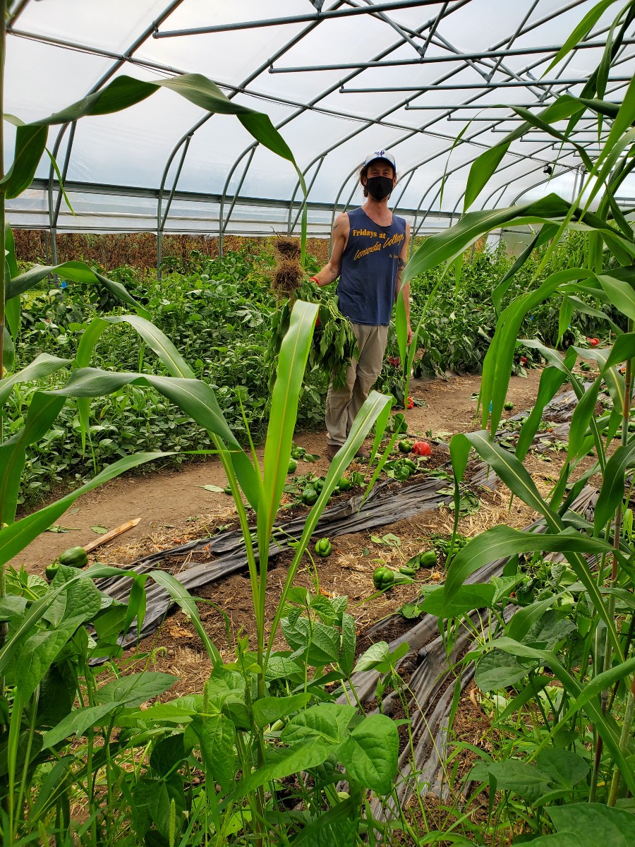 Tanner standing in the high tunnel in St. Paul surrounded by cover crops and tomato plants