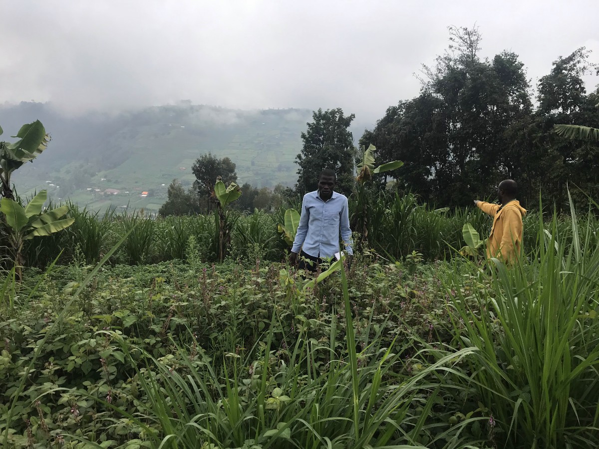 Two people stand in a lush green field in Rwanda, the greenery rising to their waists. One person wears a long sleeve blue shirt and is walking toward the camera, while the other is wearing a yellow hoodie and pointing into the horizon