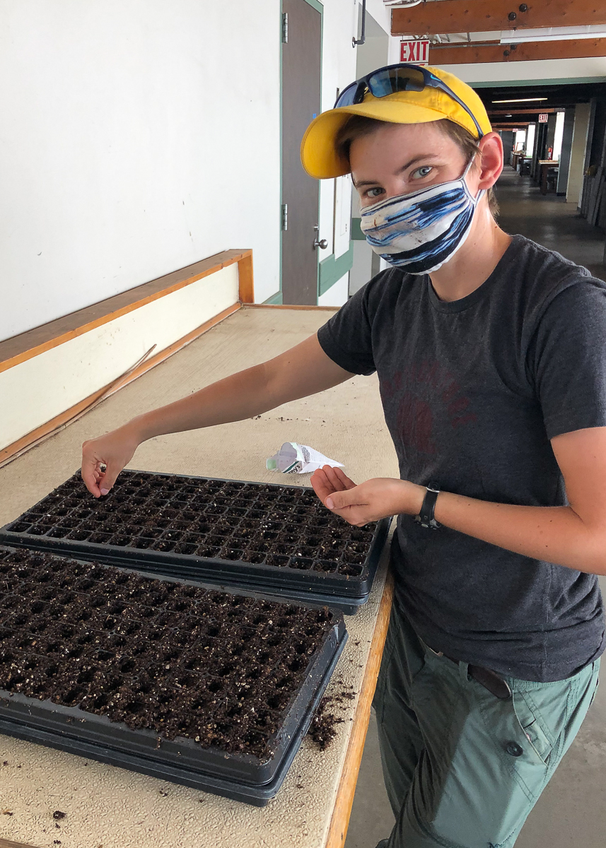Marie prepared seedling