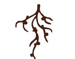 Vector drawing of a root with nodules