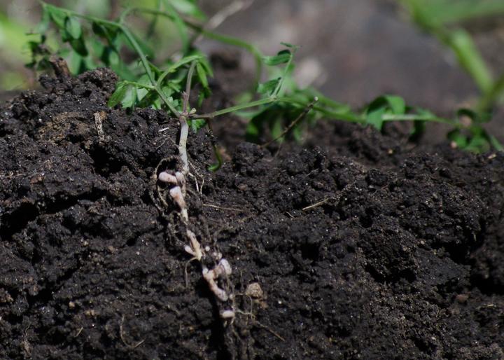 Vetch roots with nodules on dug up soil